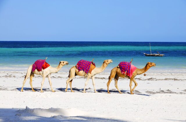camels-walking-behind-each-other-on-diani-beach-kenya