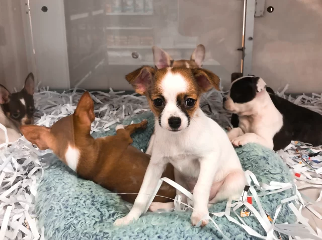 cute-puppies-for-sale-at-a-pet-store