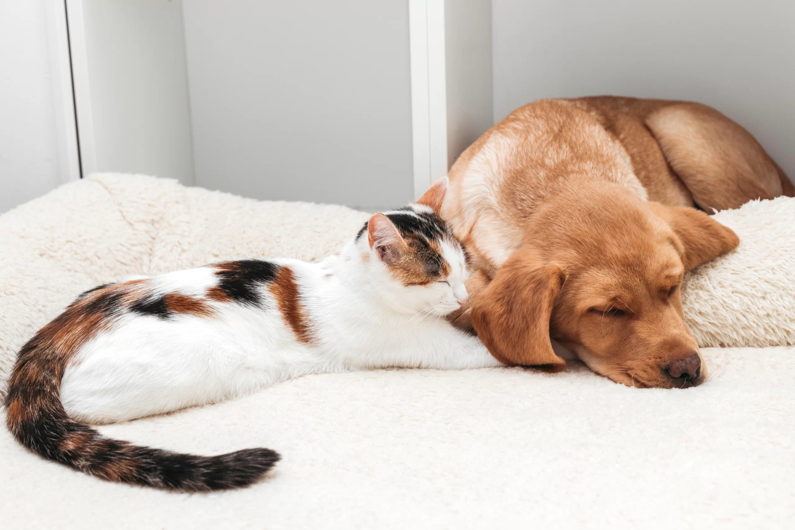 friendship-between-cats-and-dogs-for right pet