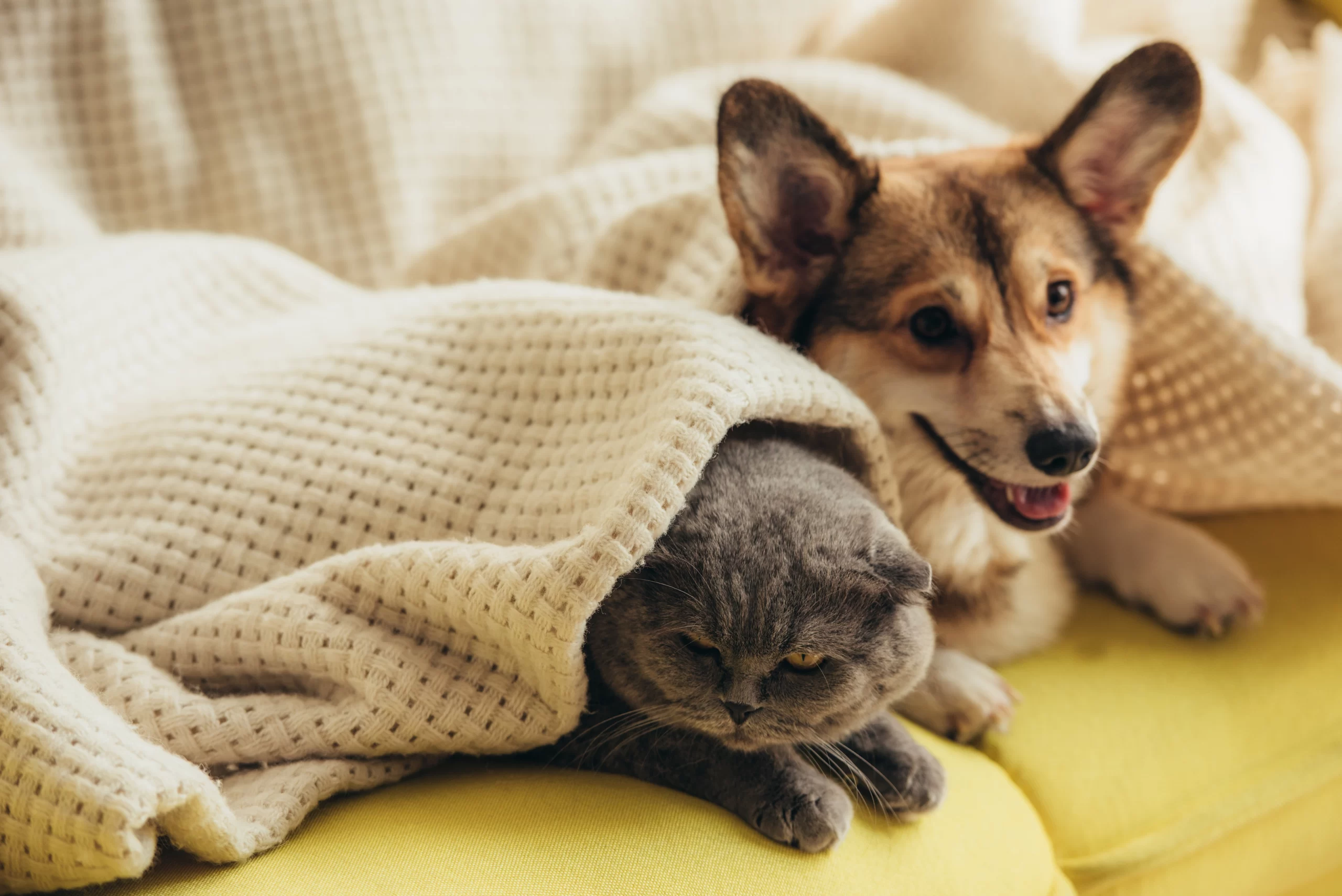 Quick Guide to Understanding Pet Behavior