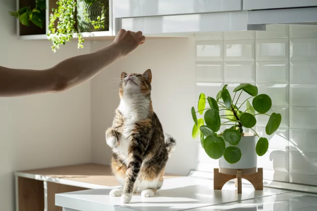 hand-of-female-owner-playing-with-fluffy-cute-cat-