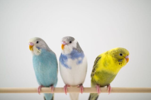 parakeet-pet-bird-