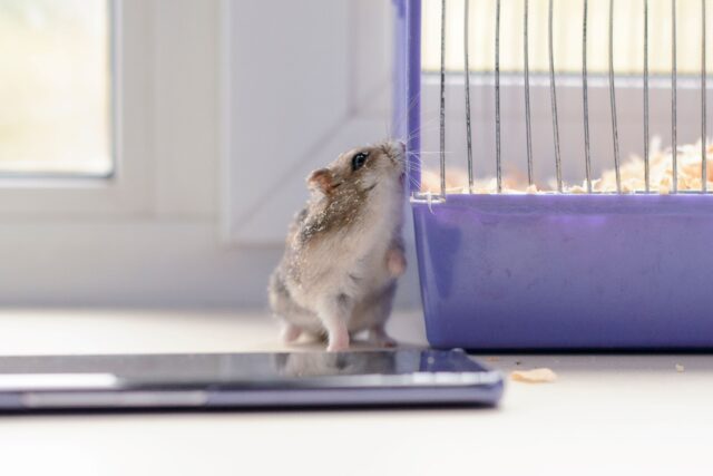 the-hamster-looks-in-the-cage-