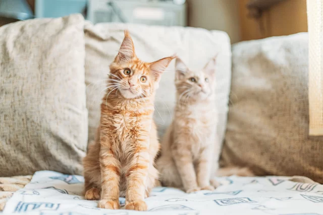 two-funny-curious-young-red-ginger-maine-coon-kitten