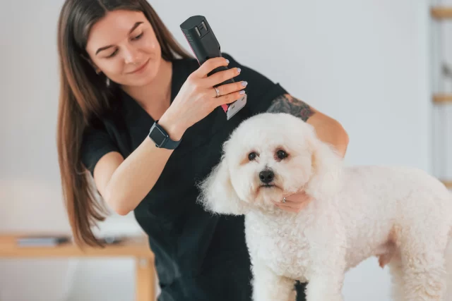 young-woman-is-working-with-pet-cute-little-dog-