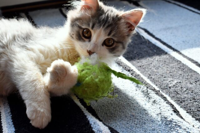 a-long-haired-adorable-kitten-playing-with-her-toy