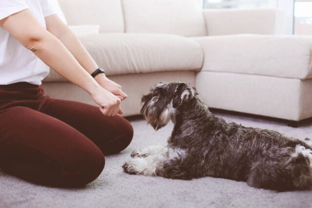 a-training-a-dog-with-treats-in-feasts