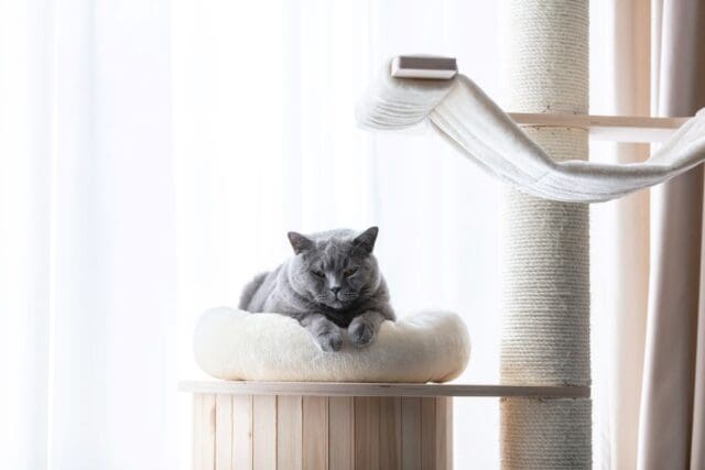 british-cat-lying-cat-tree-scratching-post-