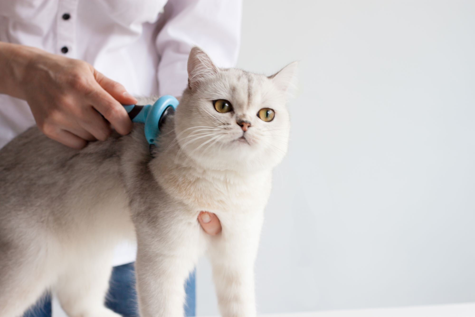 combing-the-fur-of-a-pet-for Pet Health and Wellness