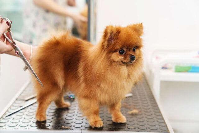 image-of-female-pet-hairdresser-grooming-pomerania-