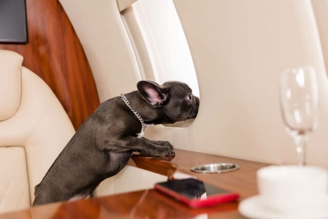 small-dog-french-bulldog-on-board-of-plane-selective focus
