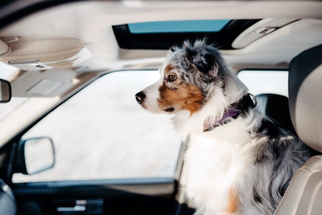 traveling-with-your-pet-by-car-