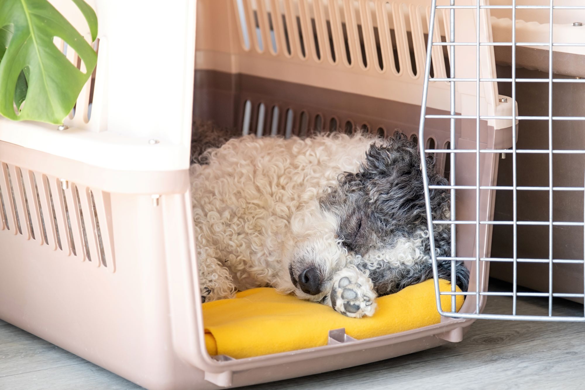 cute-bichon-frise-dog-lying-in-travel-pet-carrier