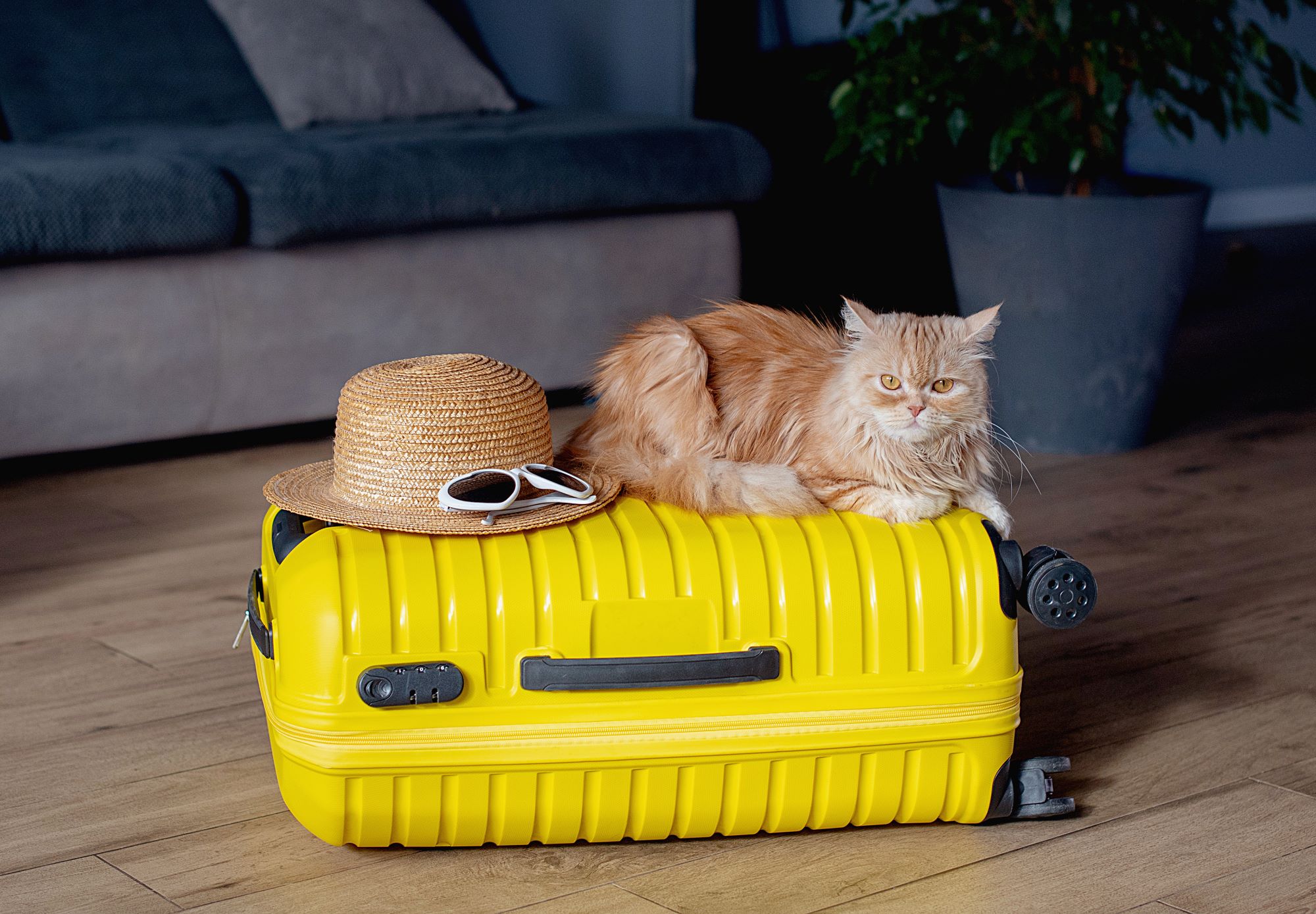ginger-cat-lies-on-a-suitcase-in-the-room-waiting-Traveling with Pets