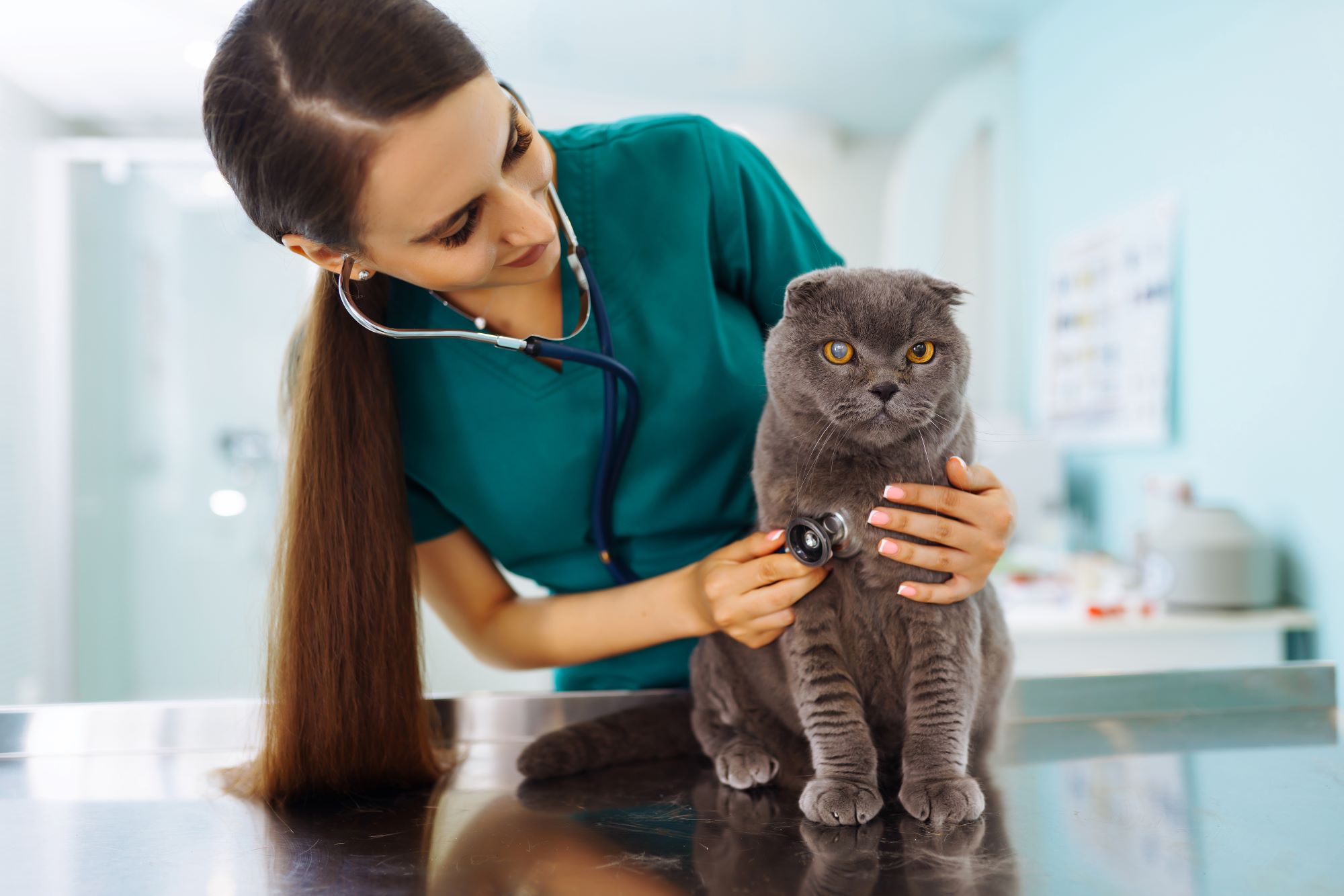 woman-veterinarian-examining-cat-on-table-in-vet