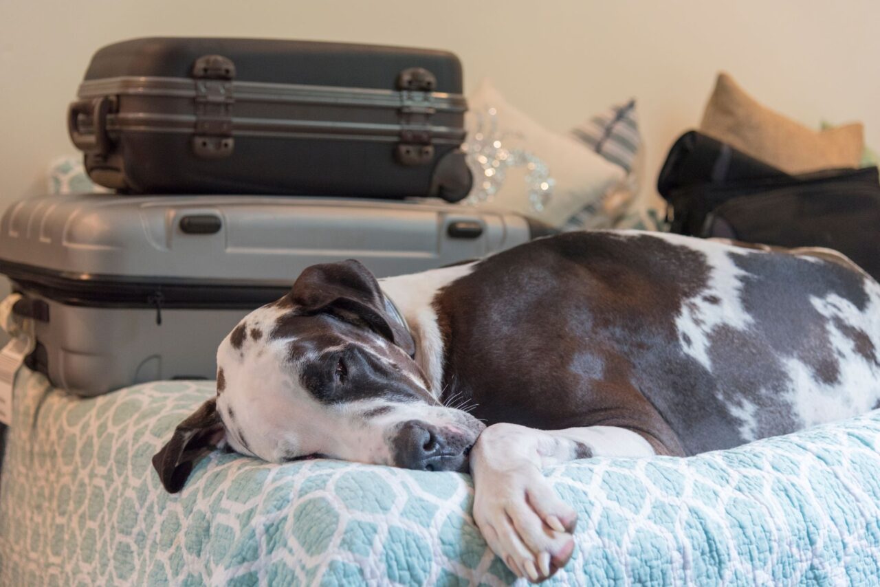 Exhausted dog sleeping next to luggage on bed