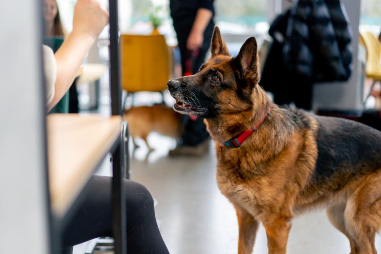German Shepherd dog stay near the feet and looks at its owner