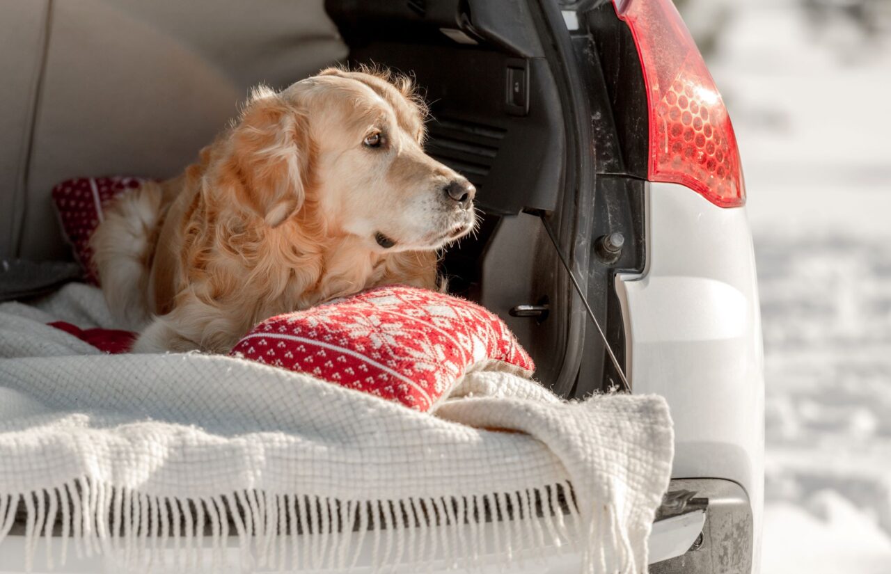 Golden retriever dog in car in winter time