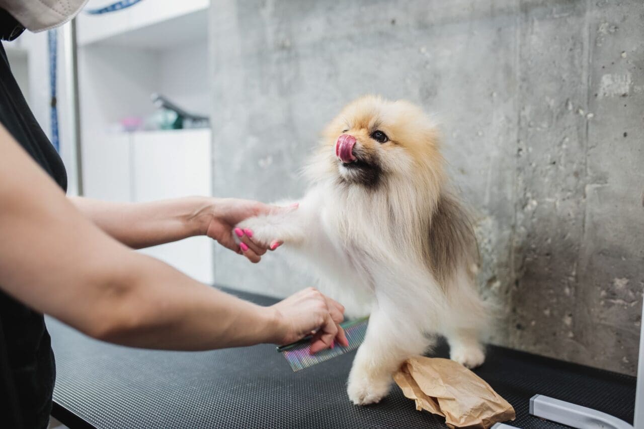 Haircut of a white little Maltese dog