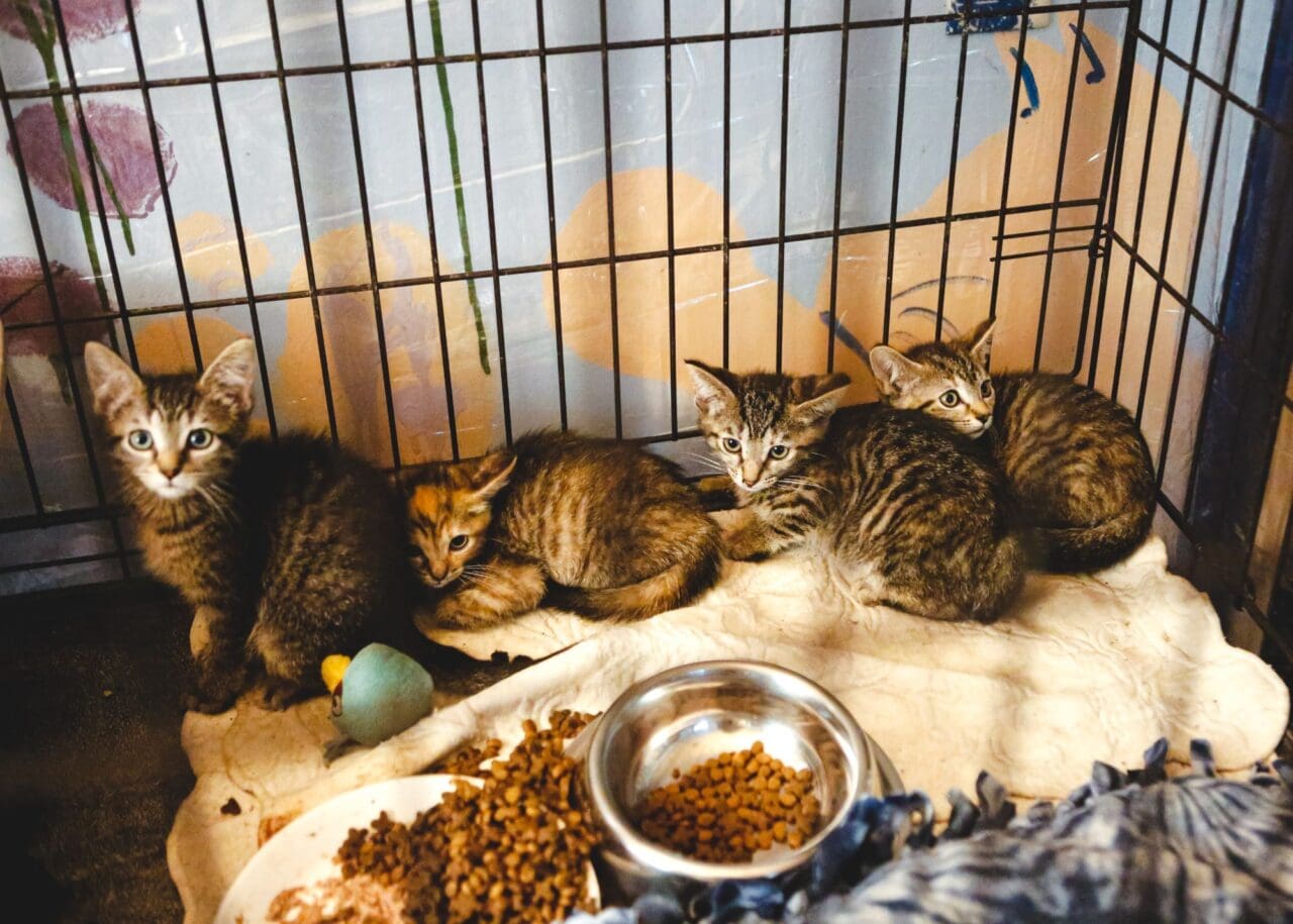 Kittens in Cage