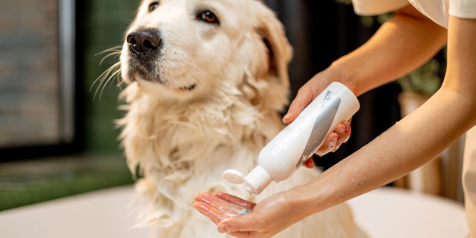 Owner washing dog with shampoo-DIY Pet Care
