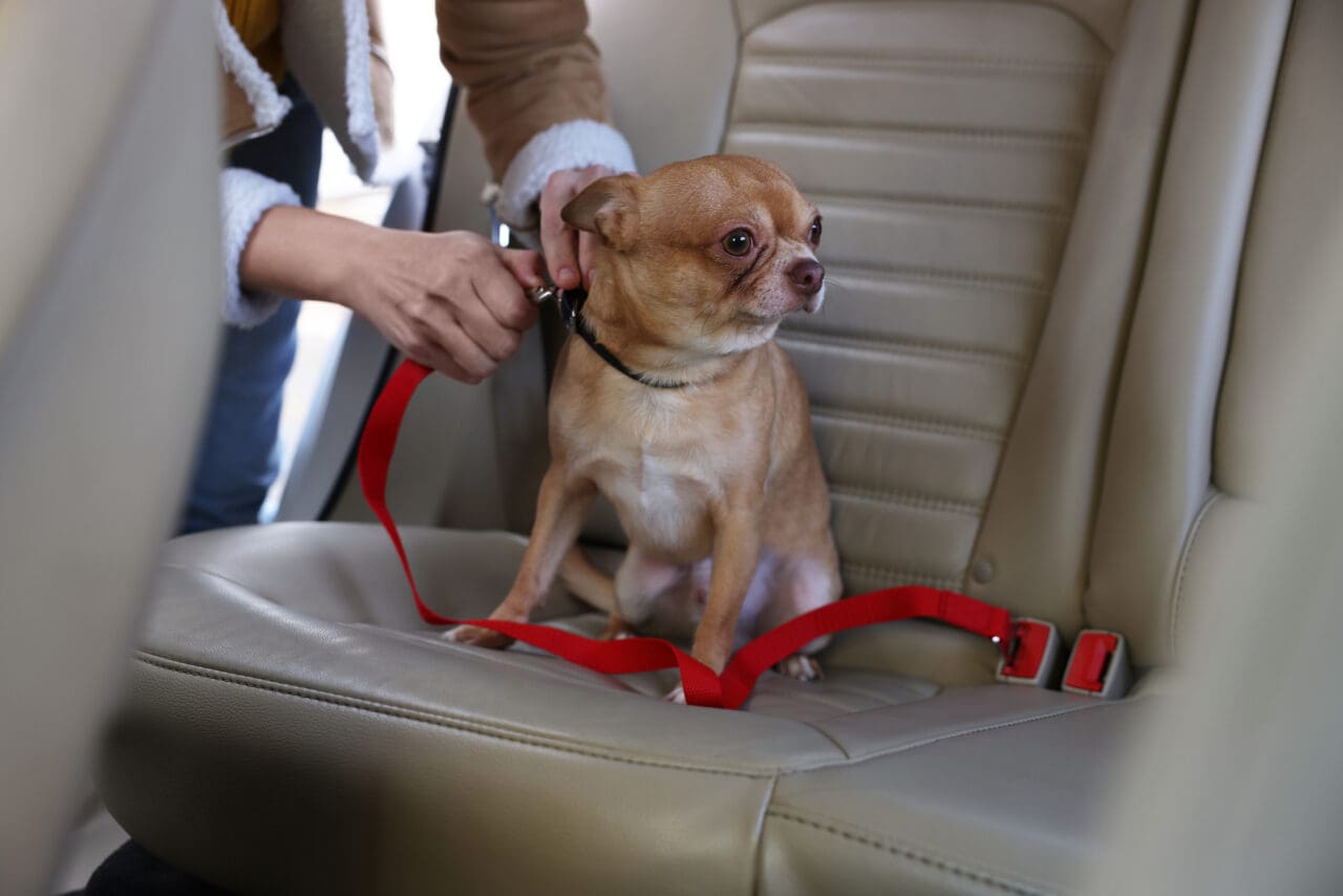 Owner with cute Chihuahua dog in car