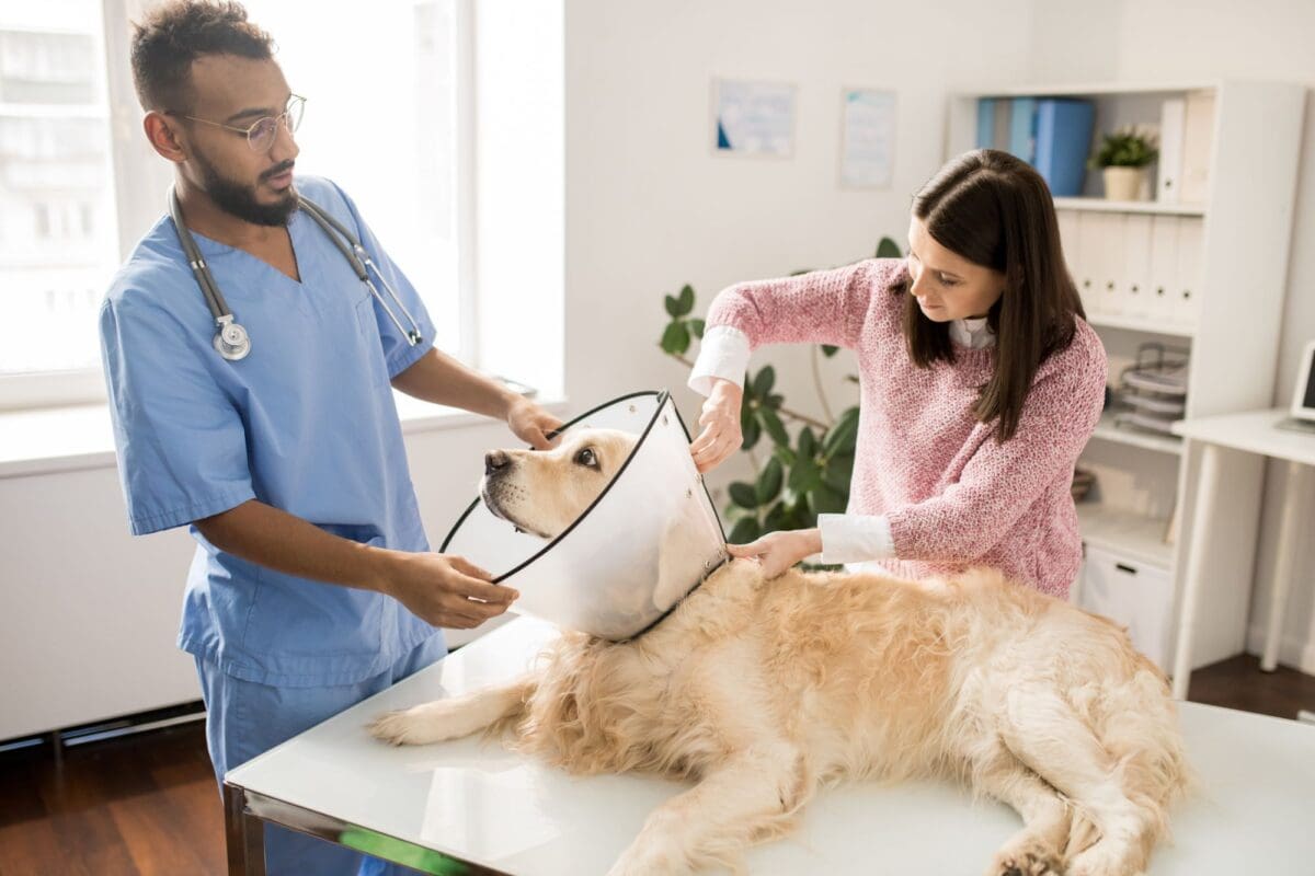 Why It’s Important to Spay and Neuter Your Pets