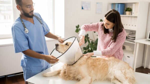 Preparing for medical treatment-Why It's Important to Spay and Neuter Your Pets