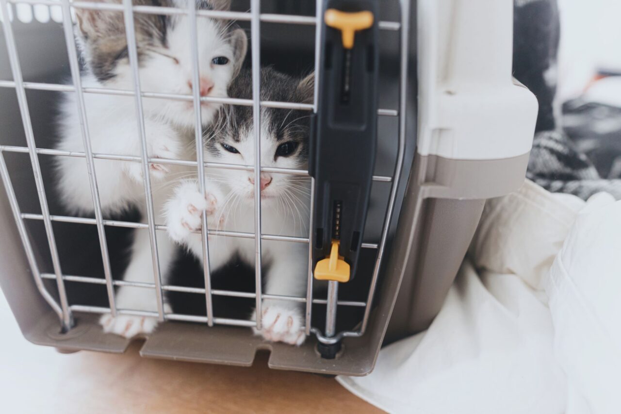 Two kittens in transportation carrier