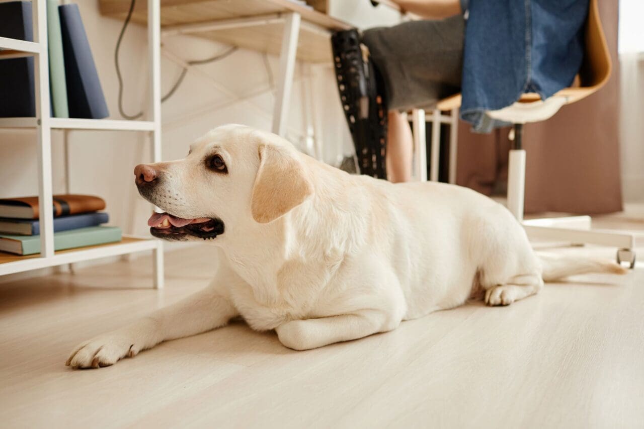 White labrador dog laying on floor waiting by workplace