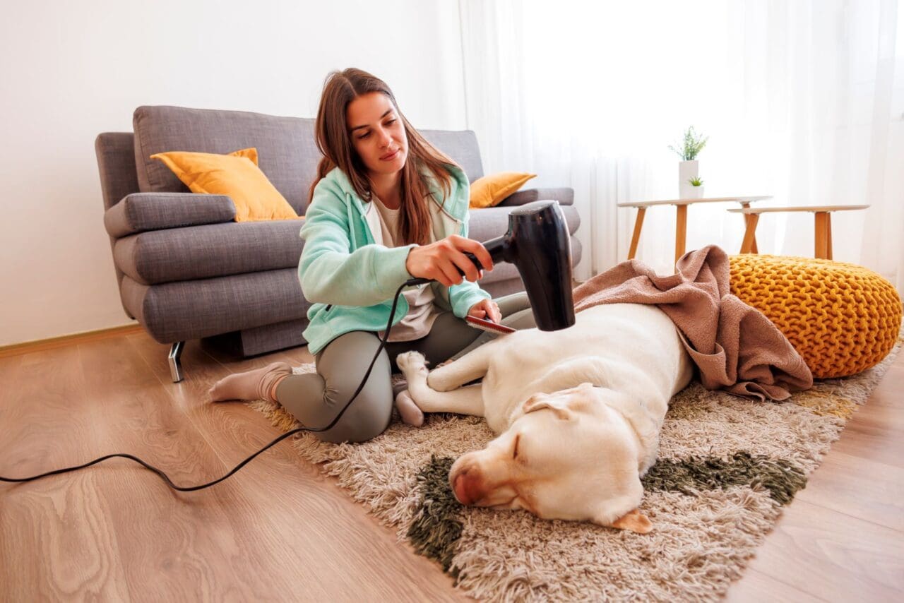 Woman drying and grooming her pet dog after a bath