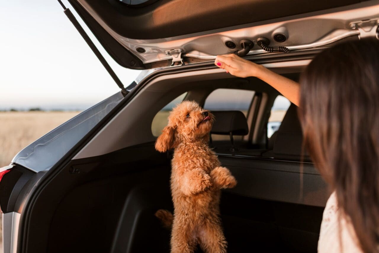 Young woman giving their dog treats at the back of a car