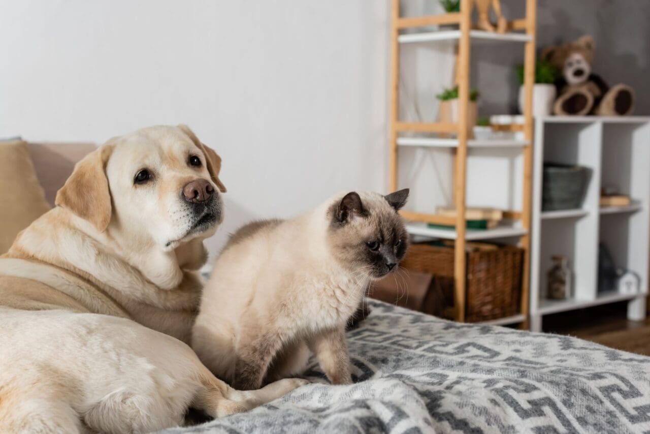 furry cat sitting on bed near labrador dog
