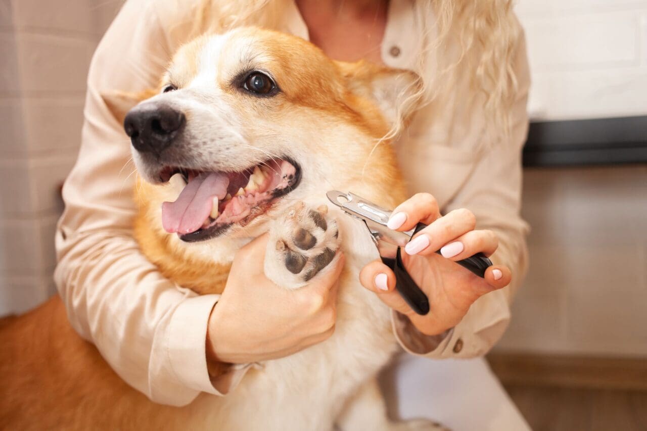 woman cuts dog's claws with clippers