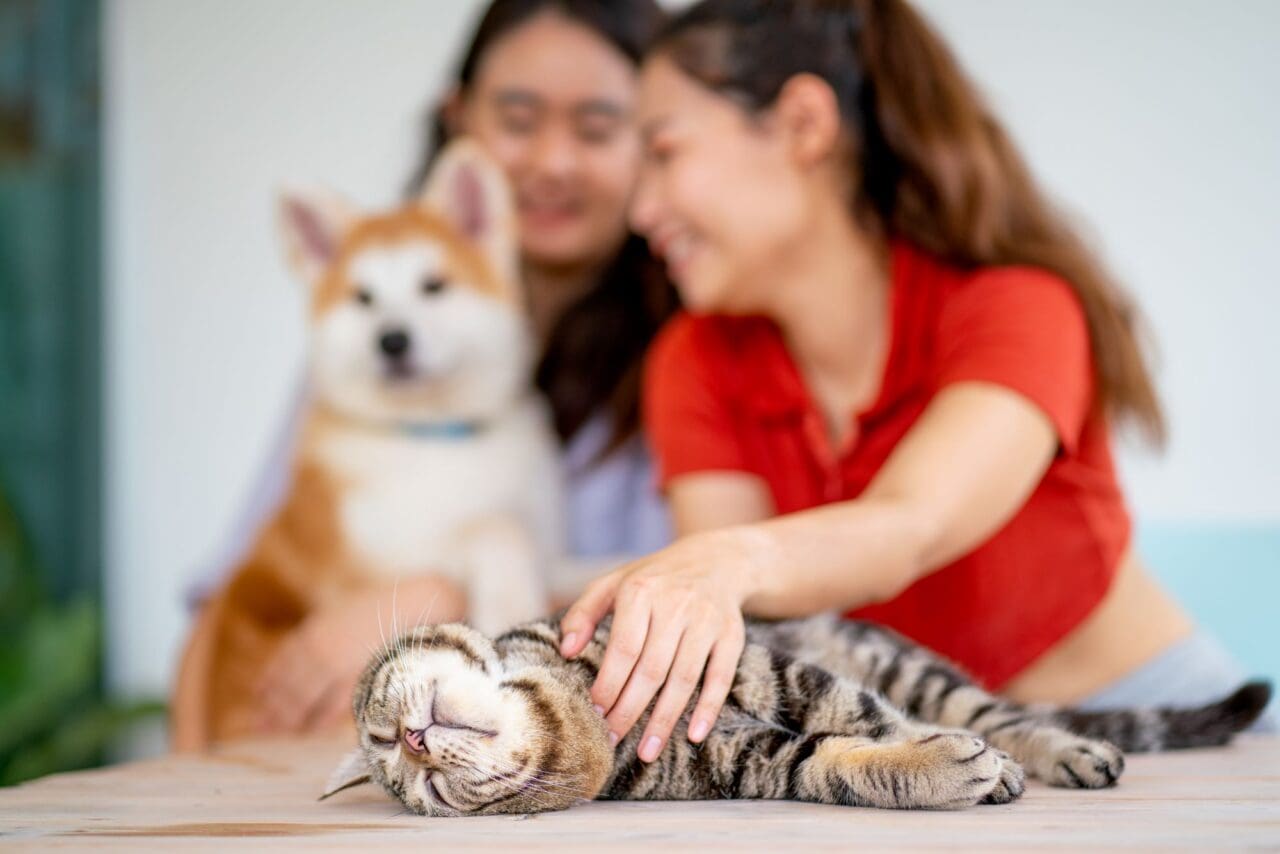 Cat is relax and feel calm during petting around the neck