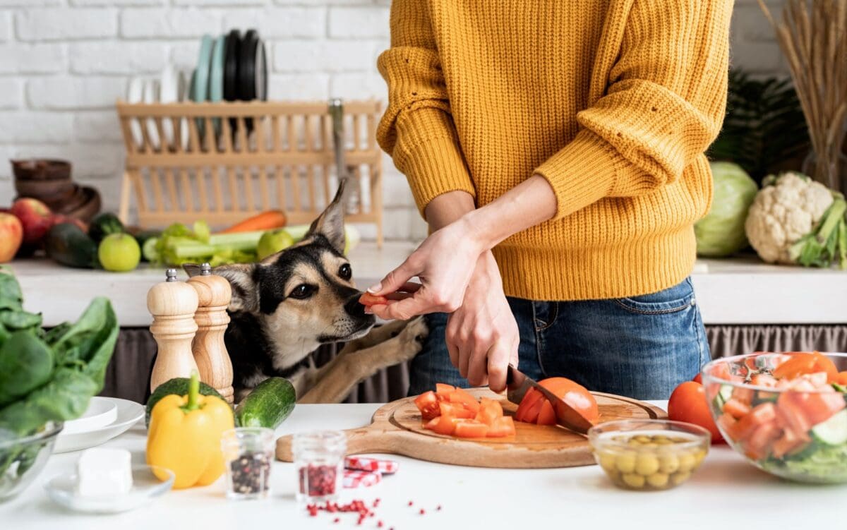 Holistic Pet Care: Health and Wellness Approaches and Trends Shaping Modern Care