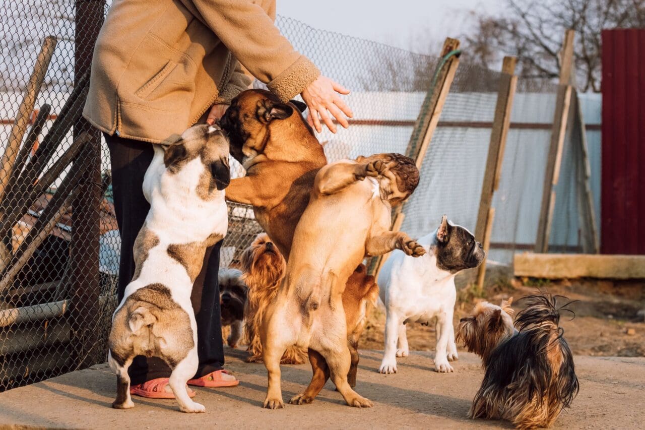 Many Different Dogs Having Fun With Woman Mistress. French Bulld