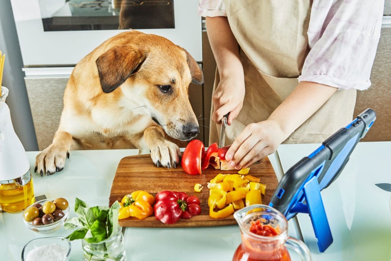 Teenager with dog is preparing a meal