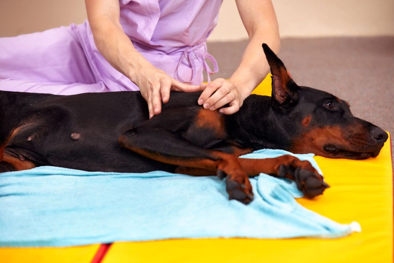 big dog lying on the floor and gets a massage on its thighs