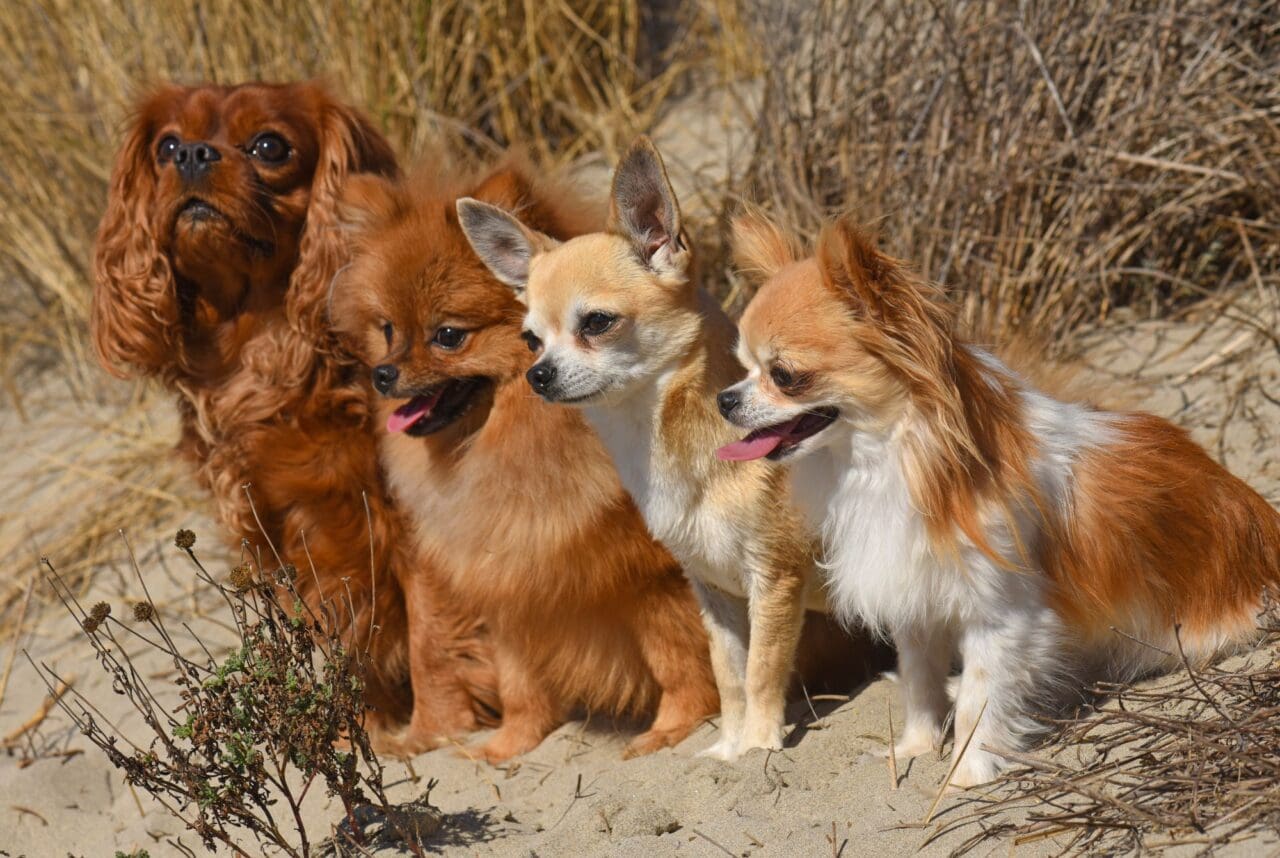 dogs on the beach