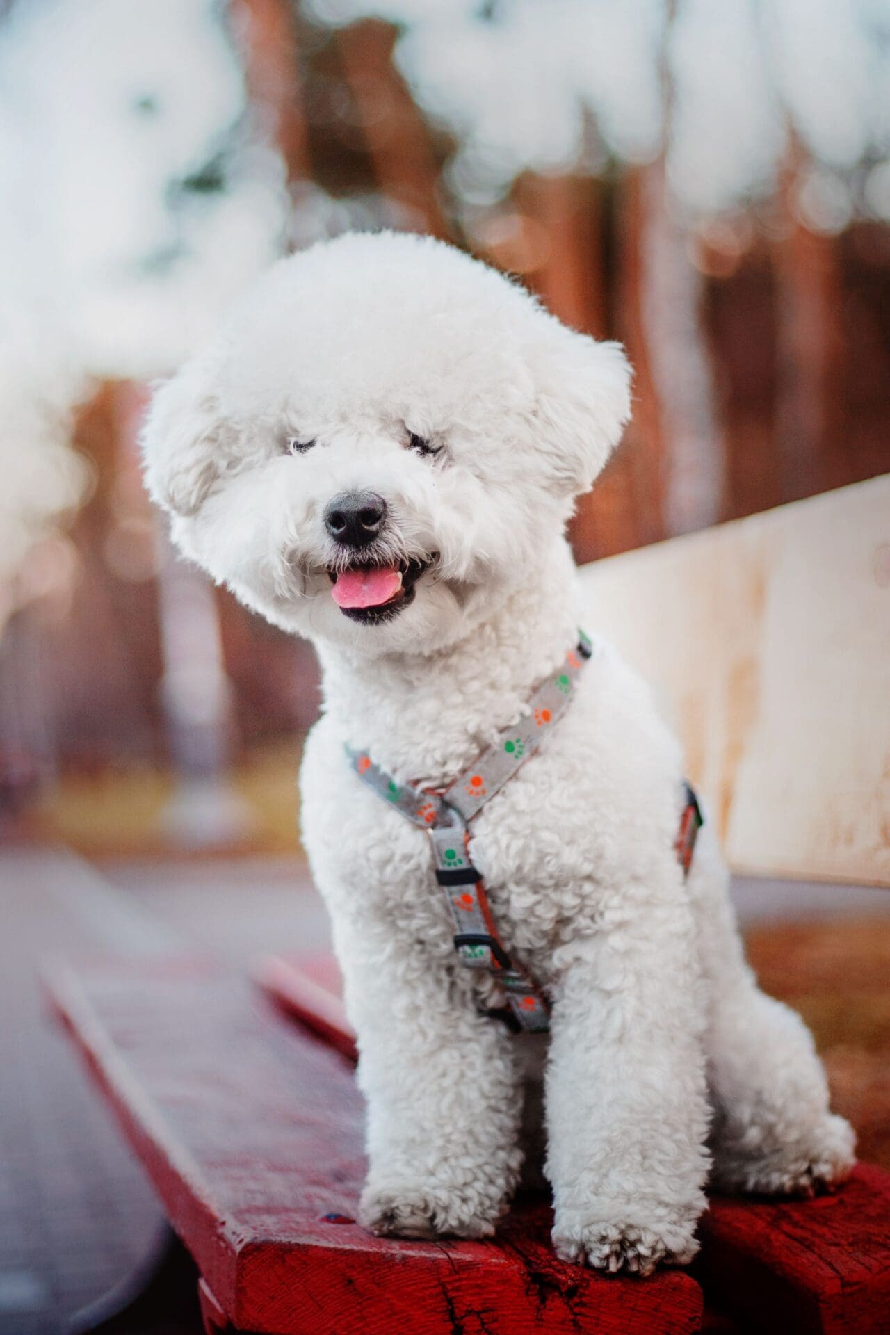 Close-up portrait of a Bichon Frise dog