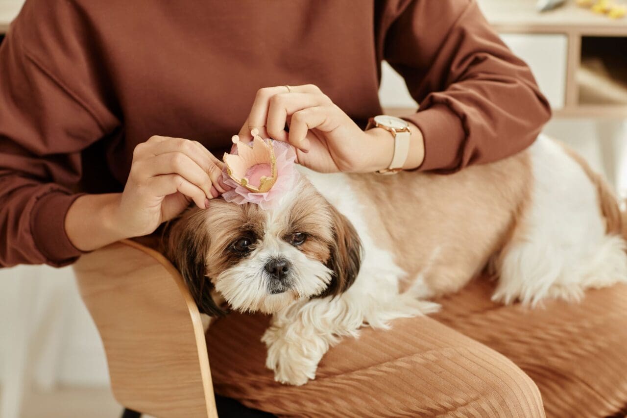 Closeup of young woman putting cute bow on dog enjoying pet care in cozy home