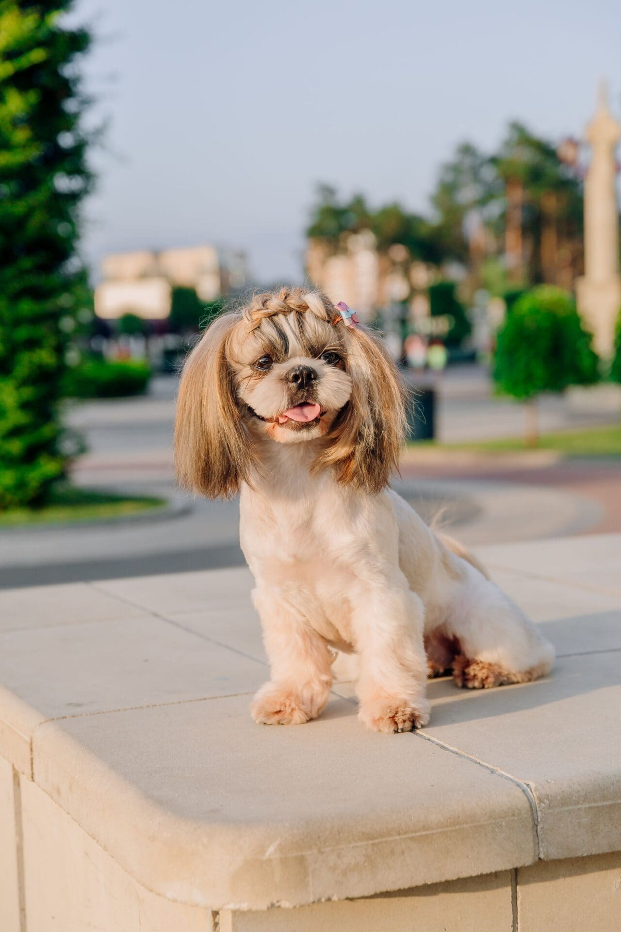 Cute shih tzu breed dog outdoors