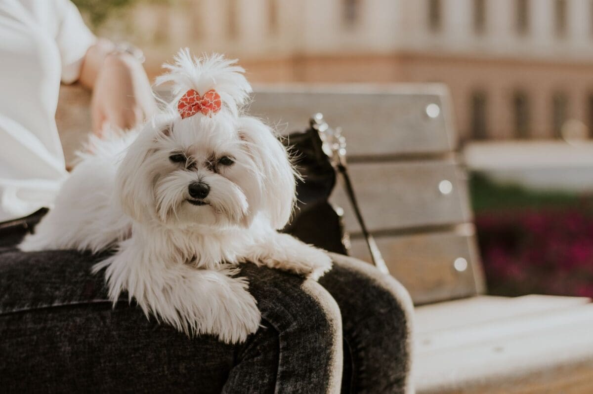 Maltese dog sitting on woman's lap-Hypoallergenic Dog Breeds