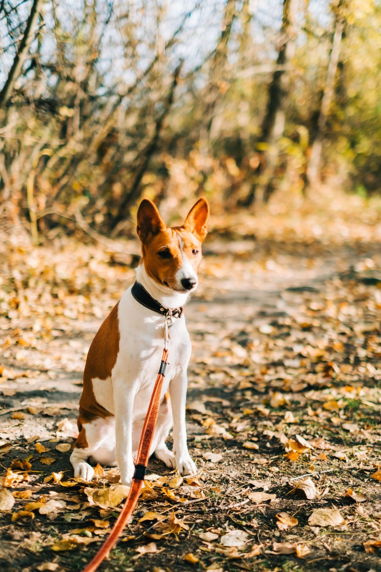 Portrait of basenji dog walking in a autumn park