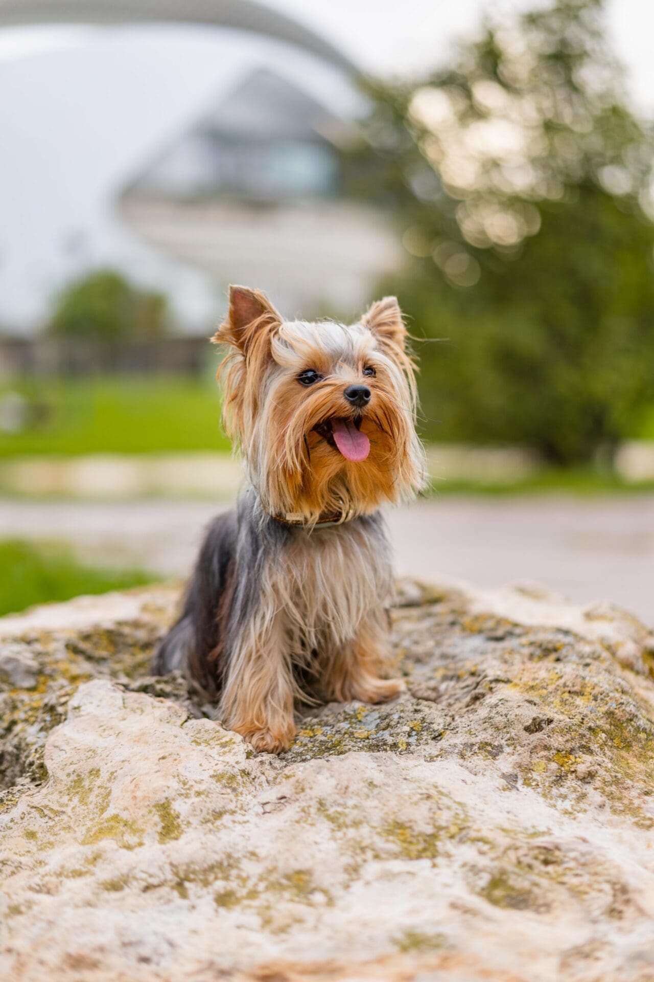 Vertical shot of a Yorkshire terrier dog sitting on the rock in the park